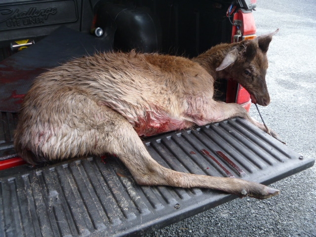 Name:  deer 4.JPG
Views: 687
Size:  267.4 KB