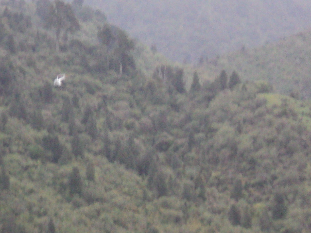 Name:  picture 6981.jpg
Views: 663
Size:  164.5 KB
