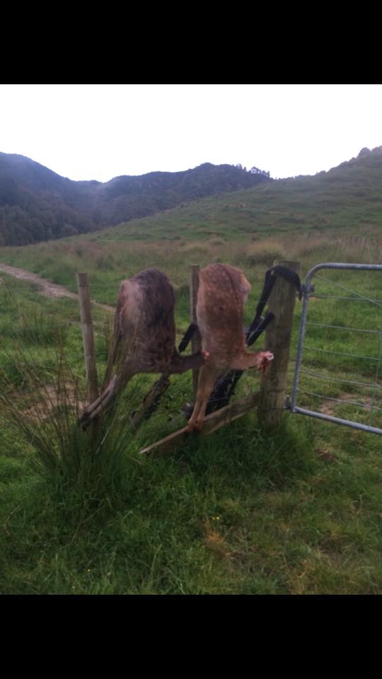 Name:  deer 2.jpg
Views: 422
Size:  40.1 KB