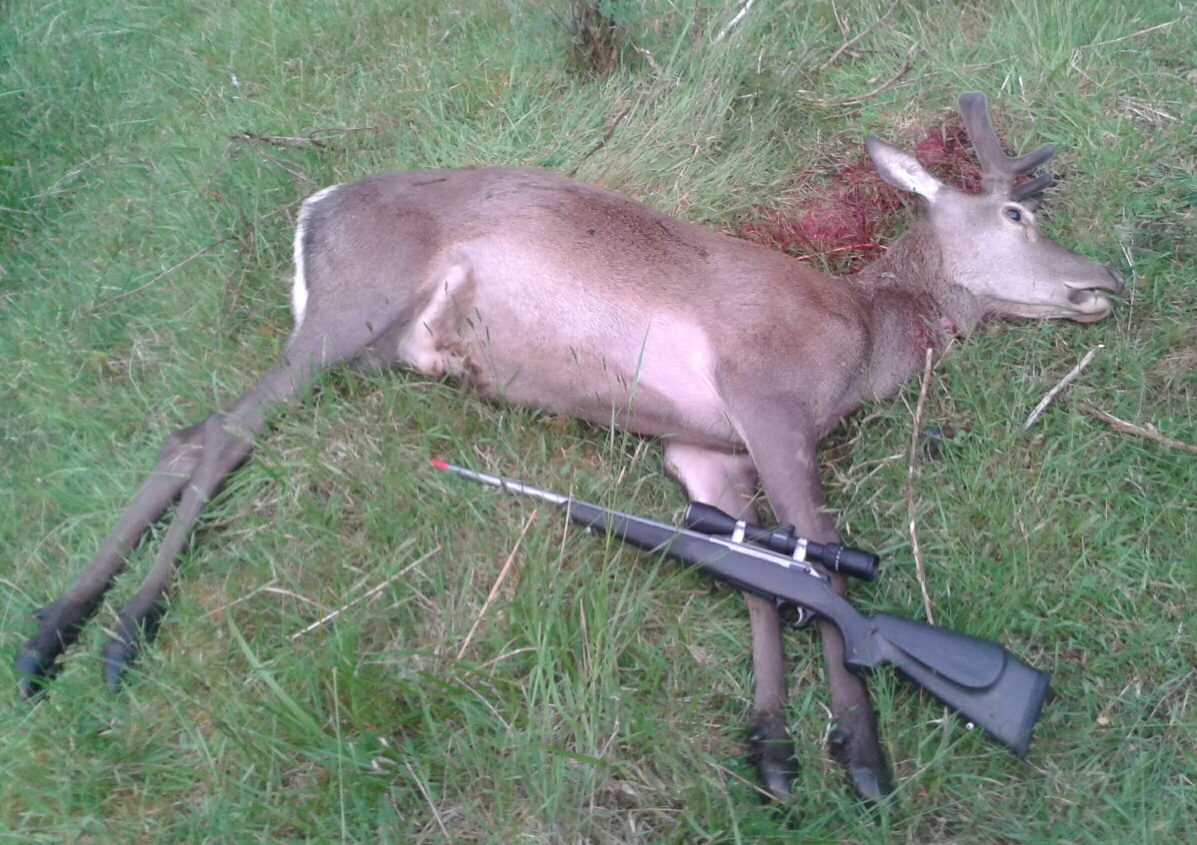 Name:  Ruahine velvet stag with M595 284win.jpg
Views: 753
Size:  438.6 KB