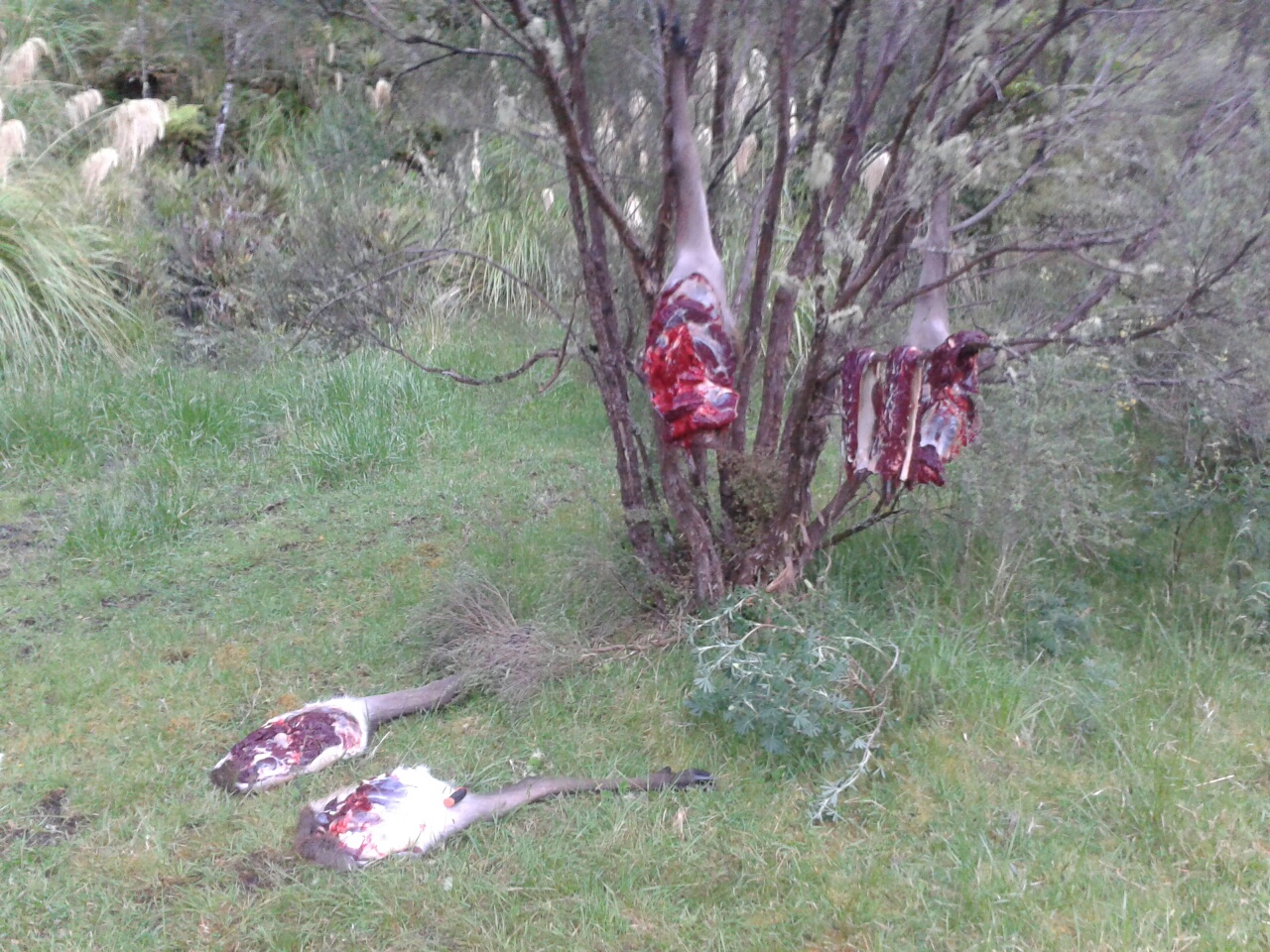 Name:  stag meat in tree, ruahines 6-12-15.jpg
Views: 772
Size:  567.9 KB
