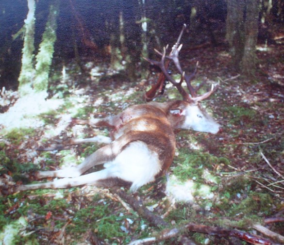 Name:  stag2.jpg
Views: 207
Size:  98.1 KB
