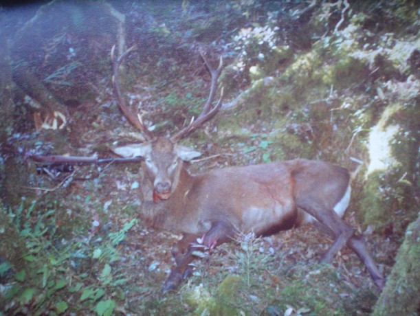 Name:  stag.jpg
Views: 236
Size:  83.0 KB