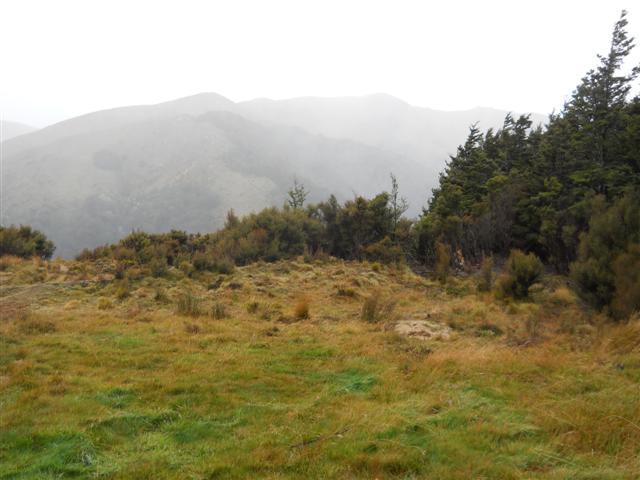 Name:  pines 010 (Small).jpg
Views: 593
Size:  44.1 KB