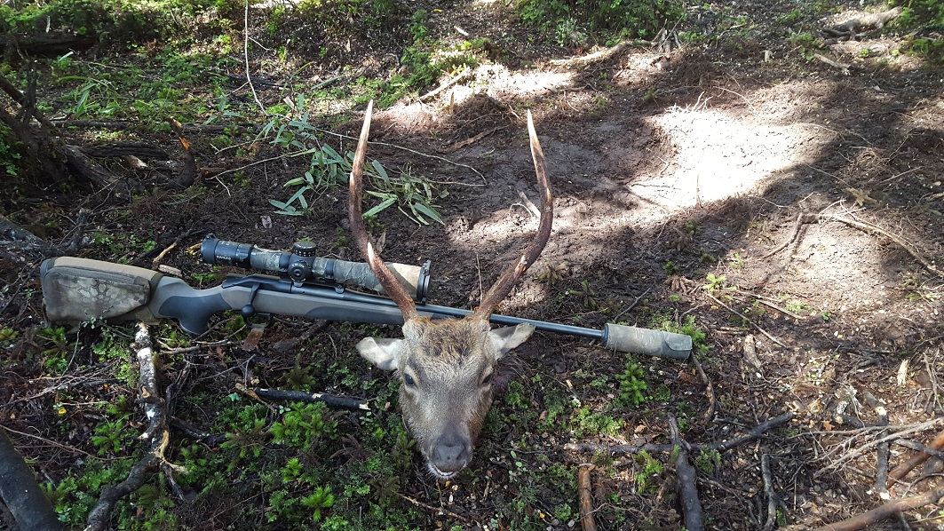 Name:  stag.jpg
Views: 714
Size:  471.3 KB