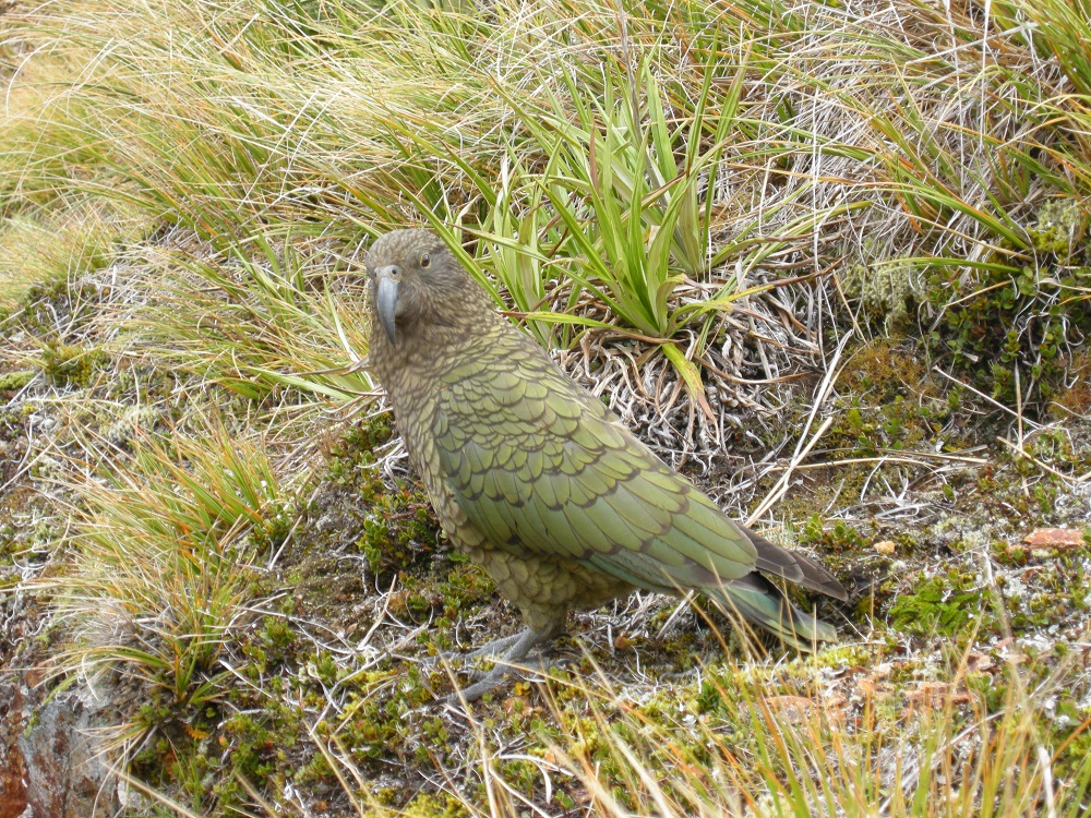 Name:  Kea on Dore Pass.jpg
Views: 1531
Size:  545.6 KB