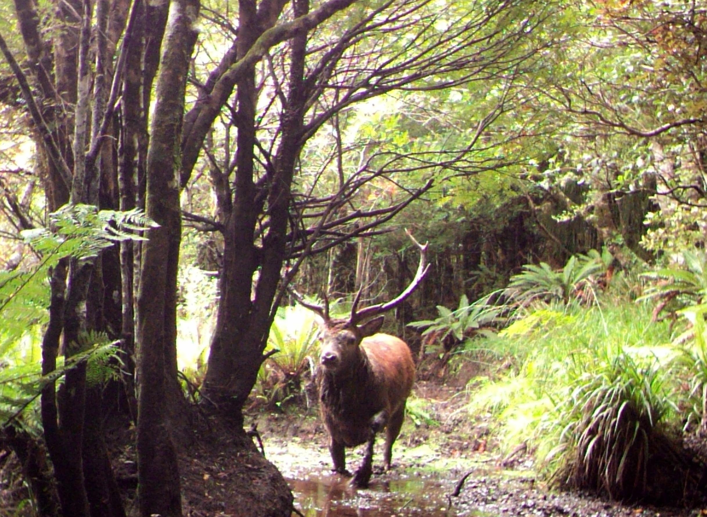 Name:  stag big wallow lower baldie.jpg
Views: 696
Size:  616.1 KB