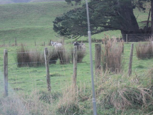 Name:  picture 8874.jpg
Views: 528
Size:  162.2 KB