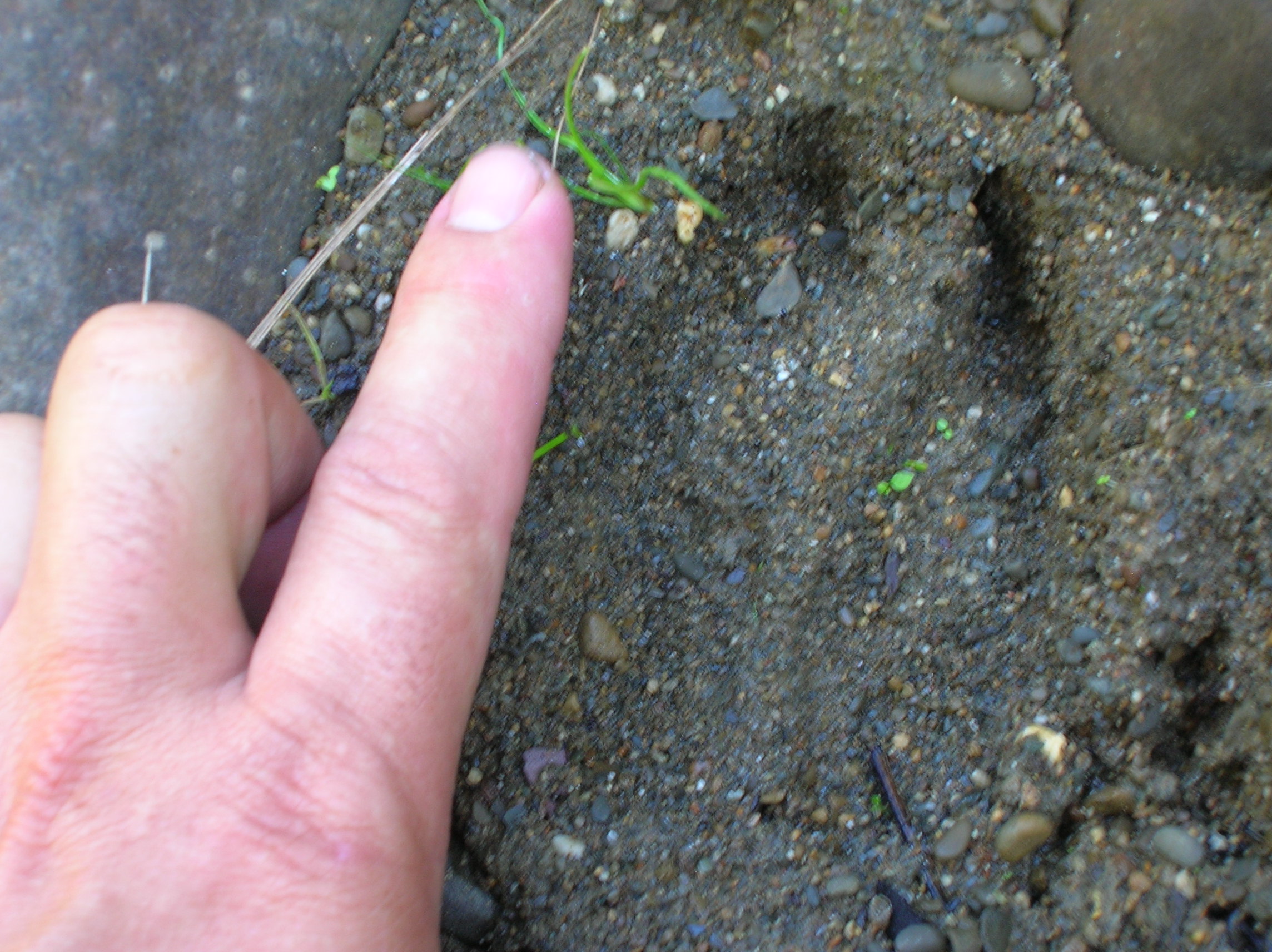 Name:  sample of size of hoof print.JPG
Views: 1498
Size:  782.6 KB