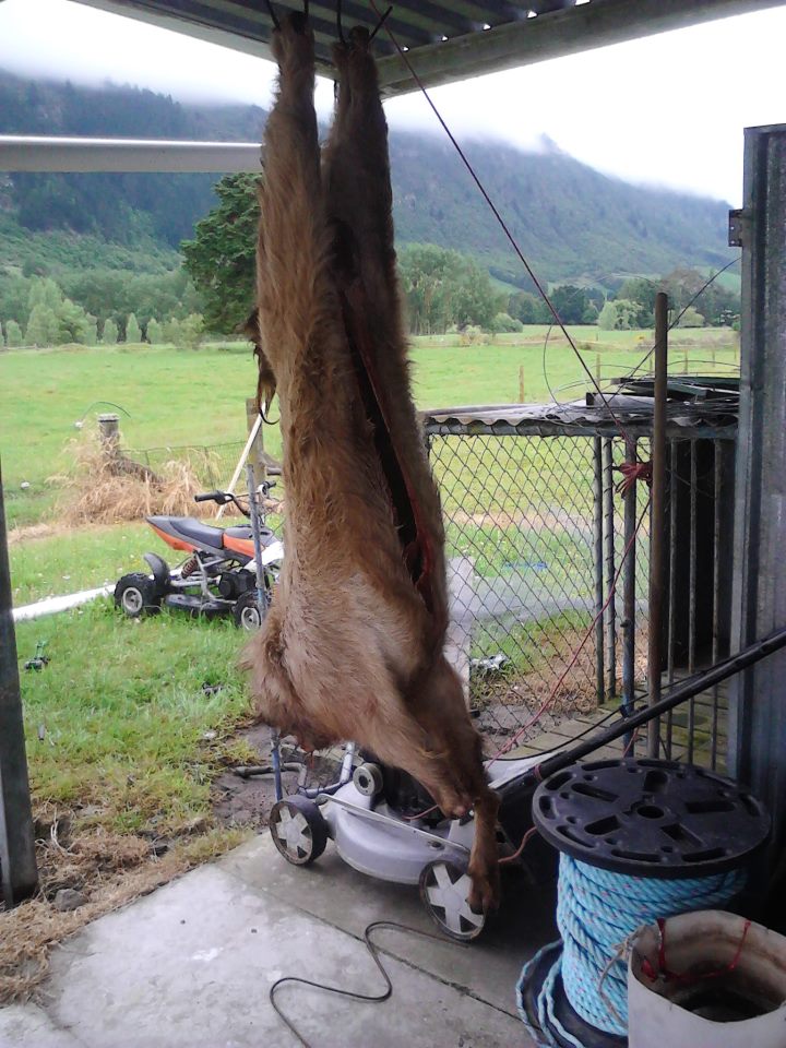 Name:  MuckoGoat.jpg
Views: 309
Size:  132.2 KB