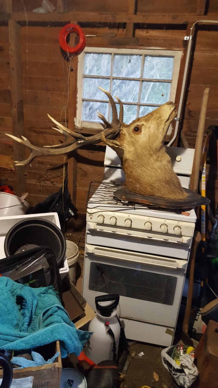 Name:  deer2.jpg
Views: 549
Size:  218.5 KB