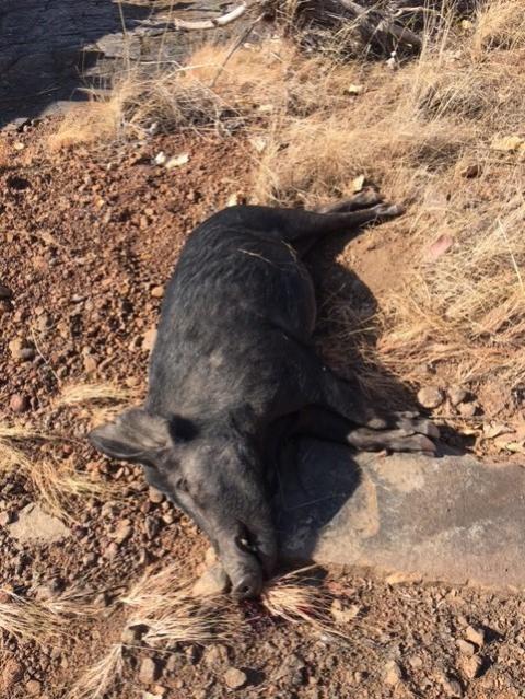 Name:  1st pig.jpg
Views: 514
Size:  80.3 KB