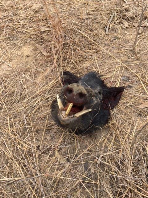 Name:  NT16 pig head.jpg
Views: 510
Size:  94.5 KB