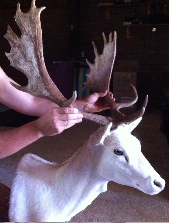 Name:  Fallow mounted.jpg
Views: 512
Size:  76.0 KB