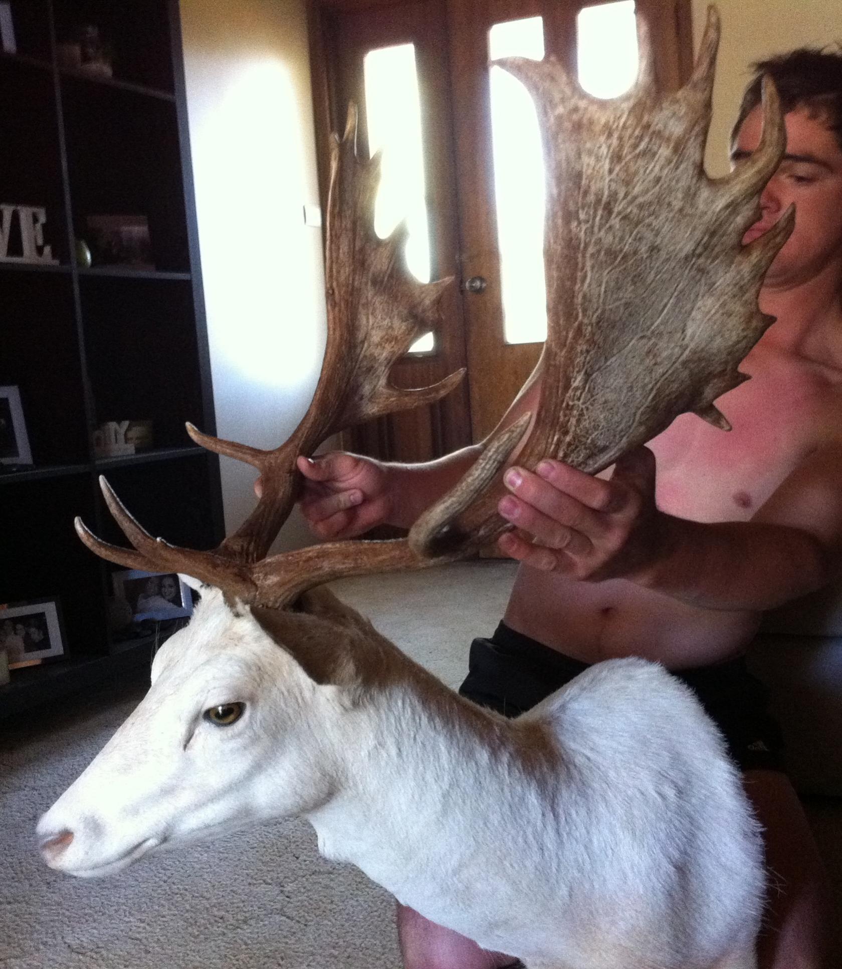 Name:  Fallow mounted 2.jpg
Views: 665
Size:  379.1 KB