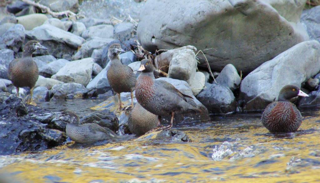 Name:  Blue ducks.jpg
Views: 2236
Size:  97.6 KB