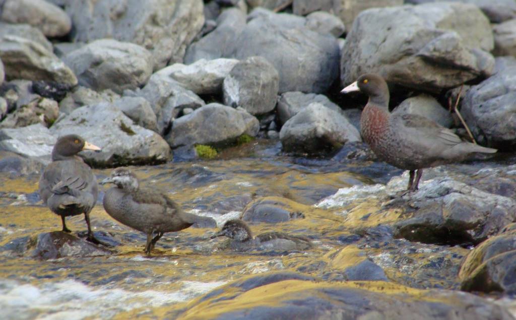 Name:  Blue ducks3.jpg
Views: 2276
Size:  88.9 KB