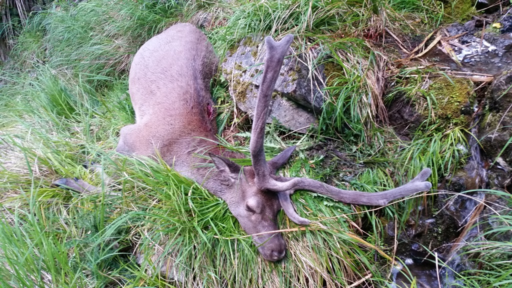 Name:  Stag after tumberling end for end down waterfall.jpg
Views: 2326
Size:  415.8 KB