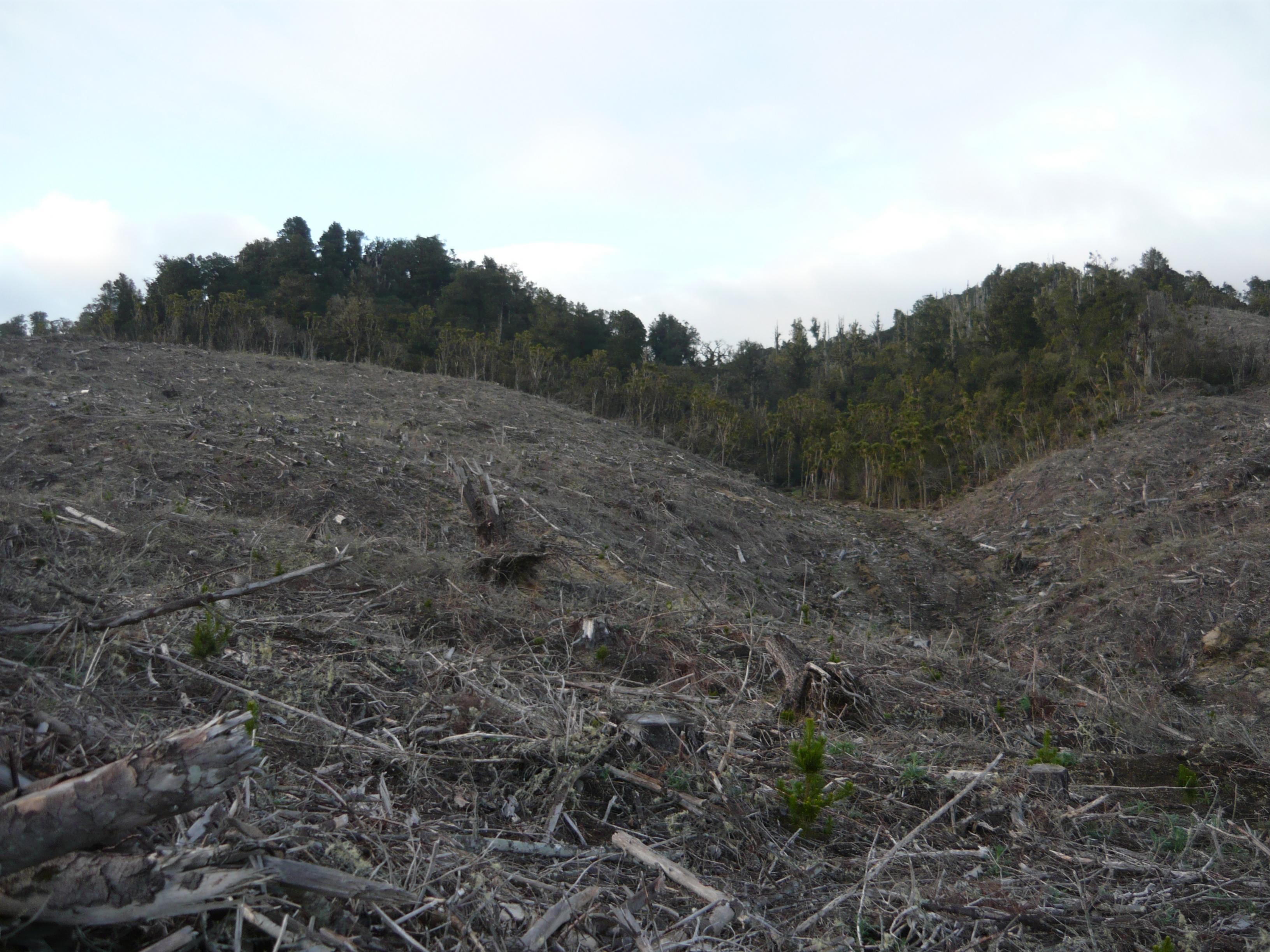 Name:  Cabbage Tree Gully.jpg
Views: 521
Size:  850.9 KB