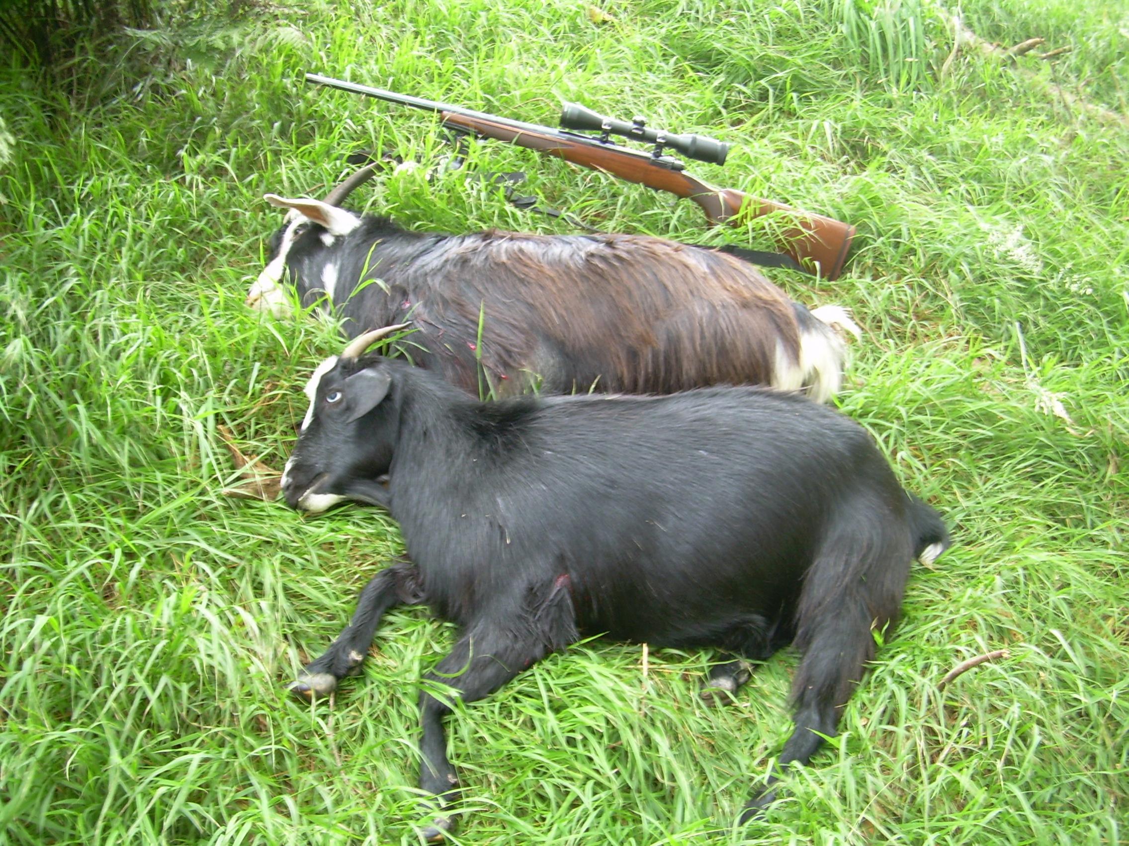 Name:  Naki goats 001.jpg
Views: 396
Size:  687.7 KB