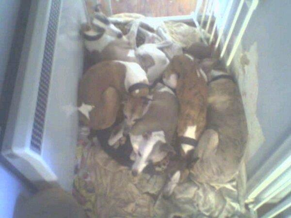 Name:  1111whippies.jpg
Views: 1370
Size:  31.1 KB