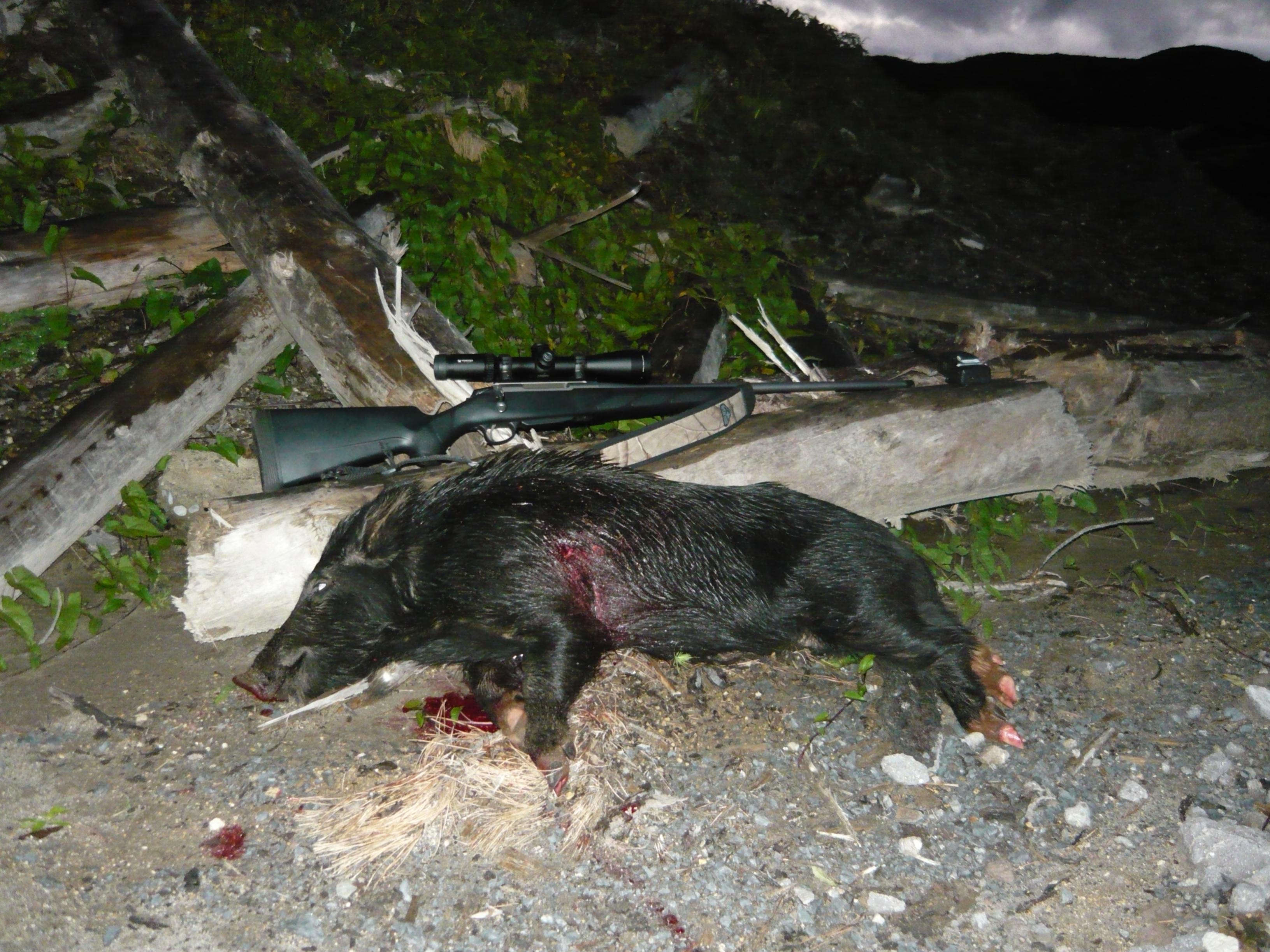 Name:  Pig on dark.jpg
Views: 364
Size:  887.8 KB
