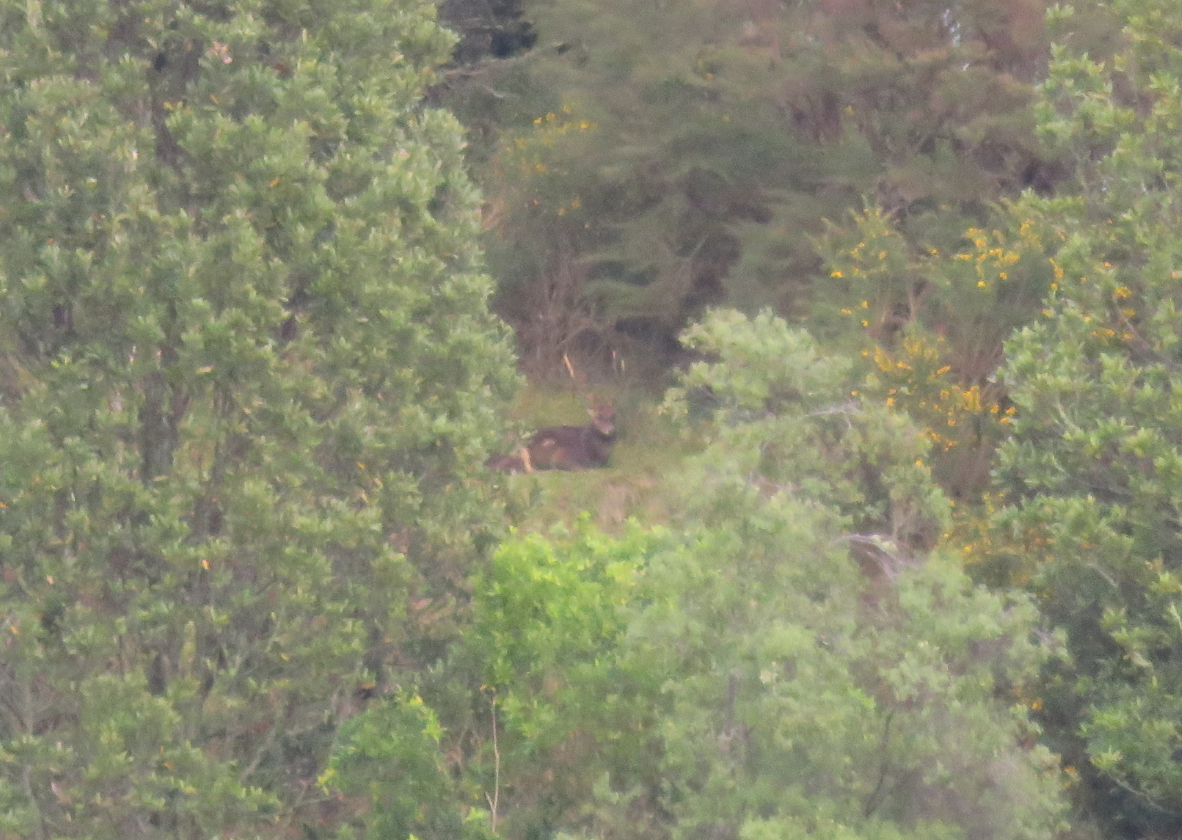 Name:  stag2.JPG
Views: 548
Size:  839.5 KB