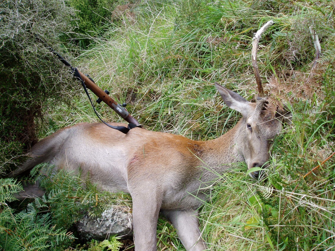 Name:  Wapiti spiker (1).jpg
Views: 563
Size:  551.1 KB