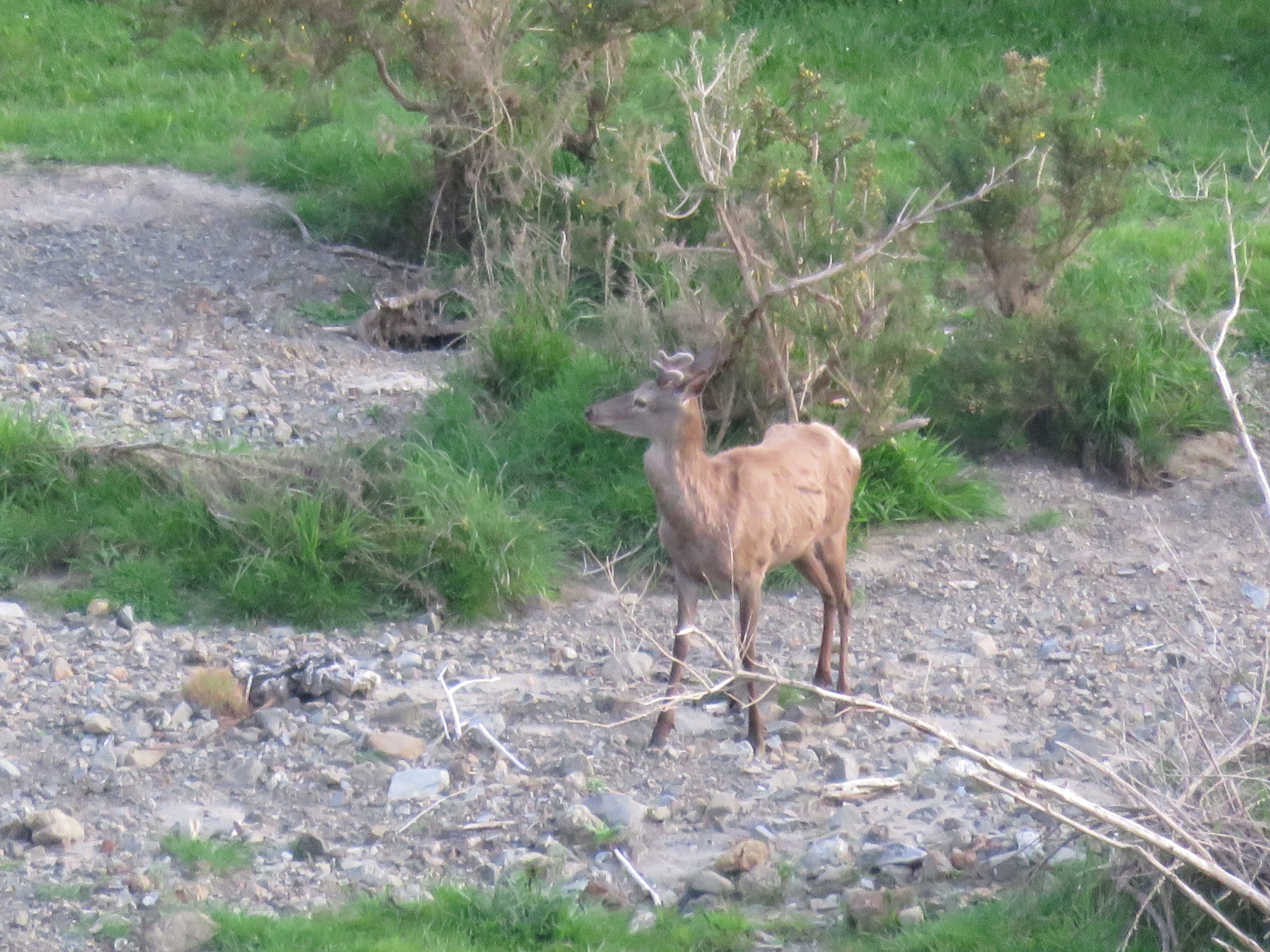 Name:  IMG_1925.JPG
Views: 794
Size:  4.23 MB