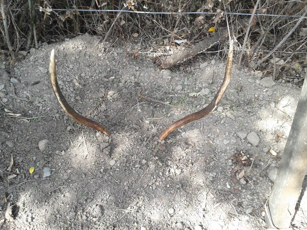 Name:  antlers.jpg
Views: 662
Size:  702.5 KB