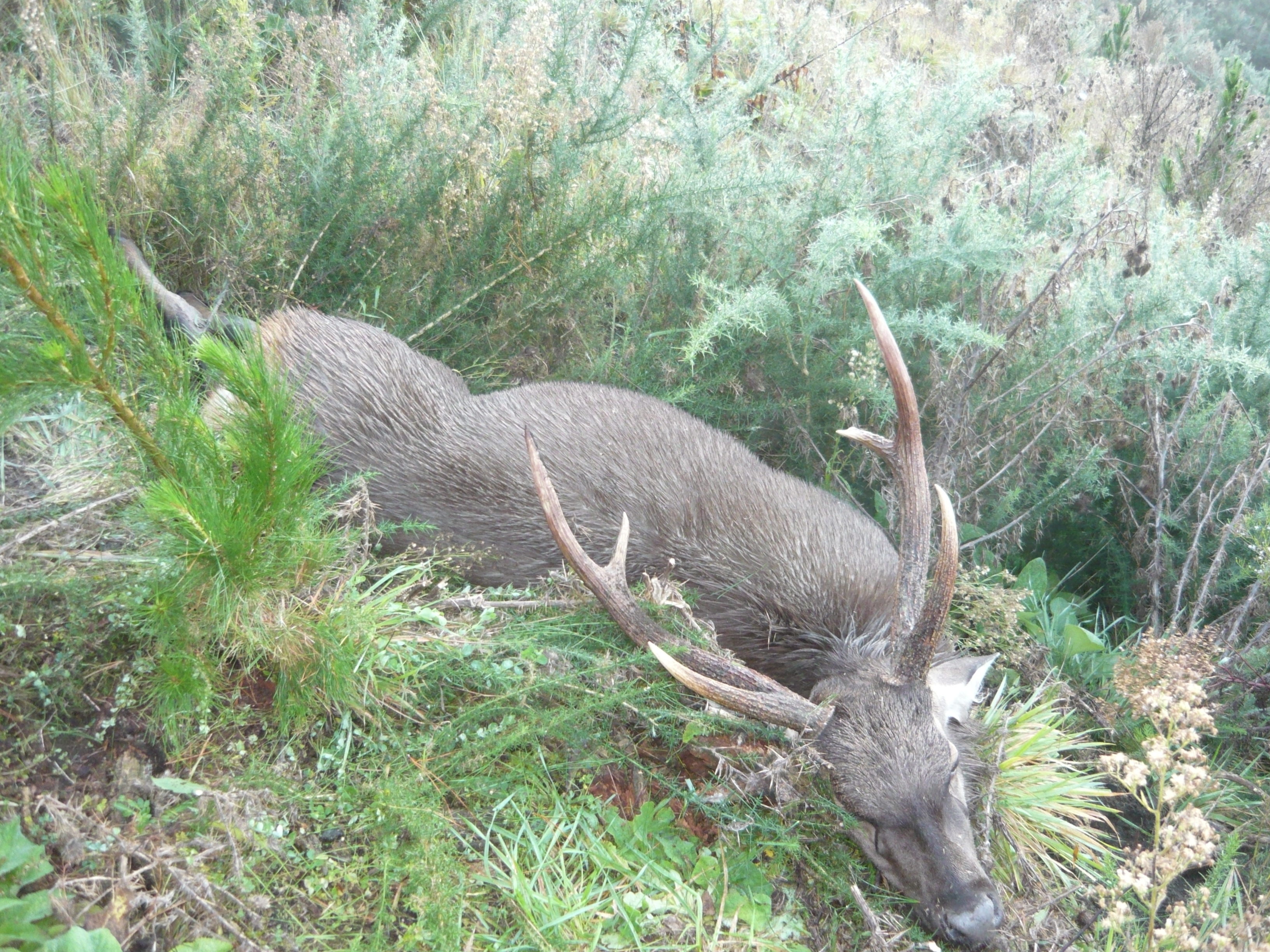 Name:  Sambar stag April 2018.JPG
Views: 571
Size:  3.94 MB