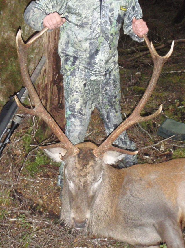 Name:  stag head.jpg
Views: 891
Size:  383.3 KB