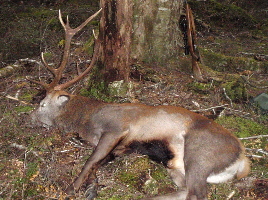 Name:  stag body.jpg
Views: 1024
Size:  425.7 KB