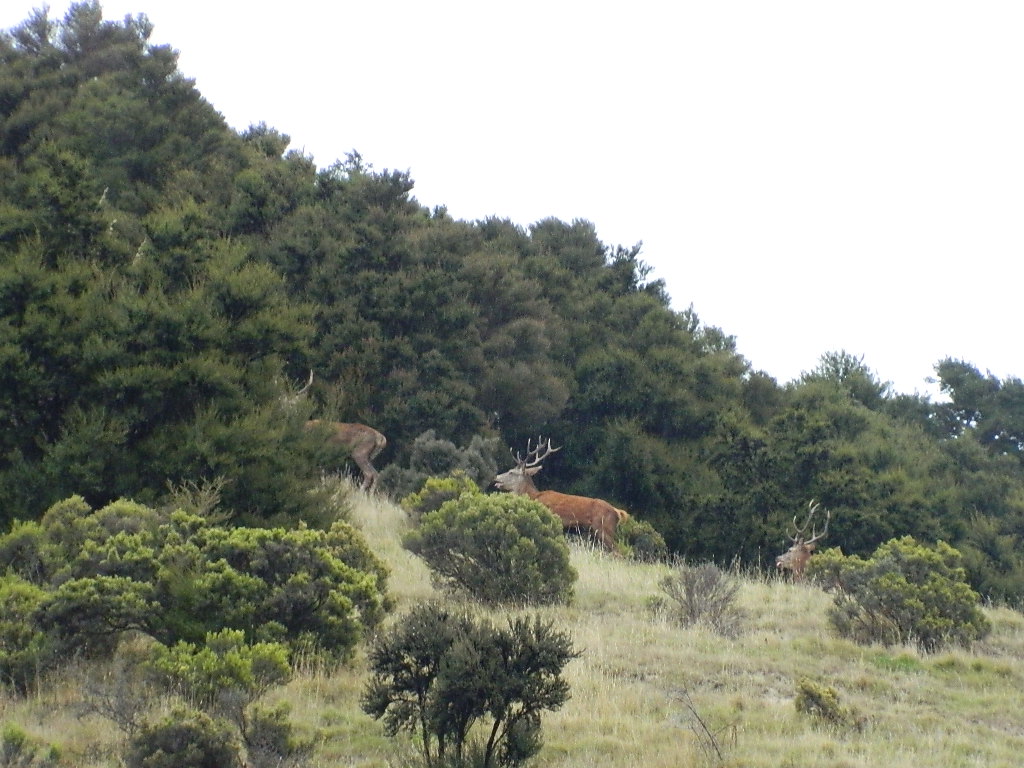 Name:  DSCN3120.JPG
Views: 1064
Size:  235.9 KB