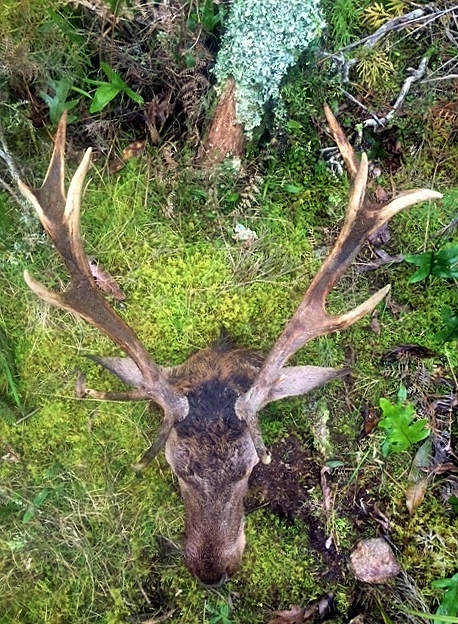 Name:  stag head.JPG
Views: 1566
Size:  324.2 KB