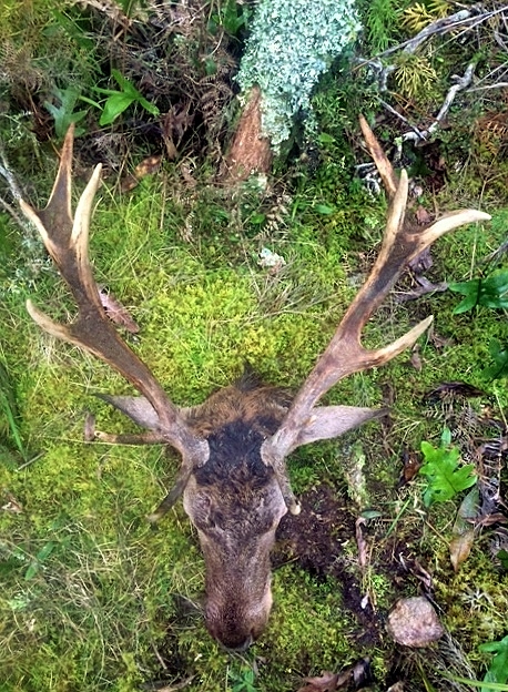 Name:  stag head.JPG
Views: 1021
Size:  324.2 KB