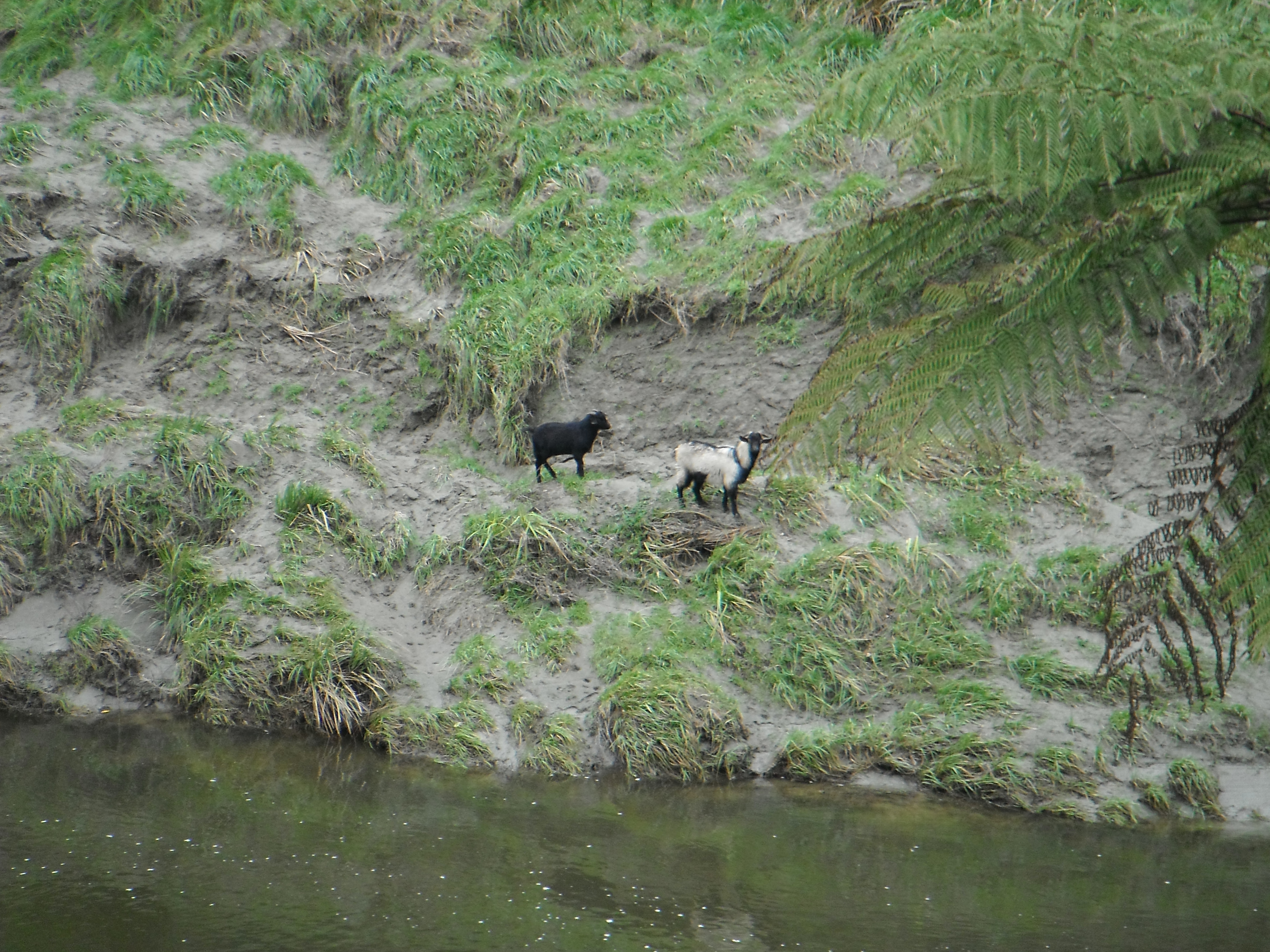 Name:  DSCF0316.JPG
Views: 1023
Size:  5.97 MB