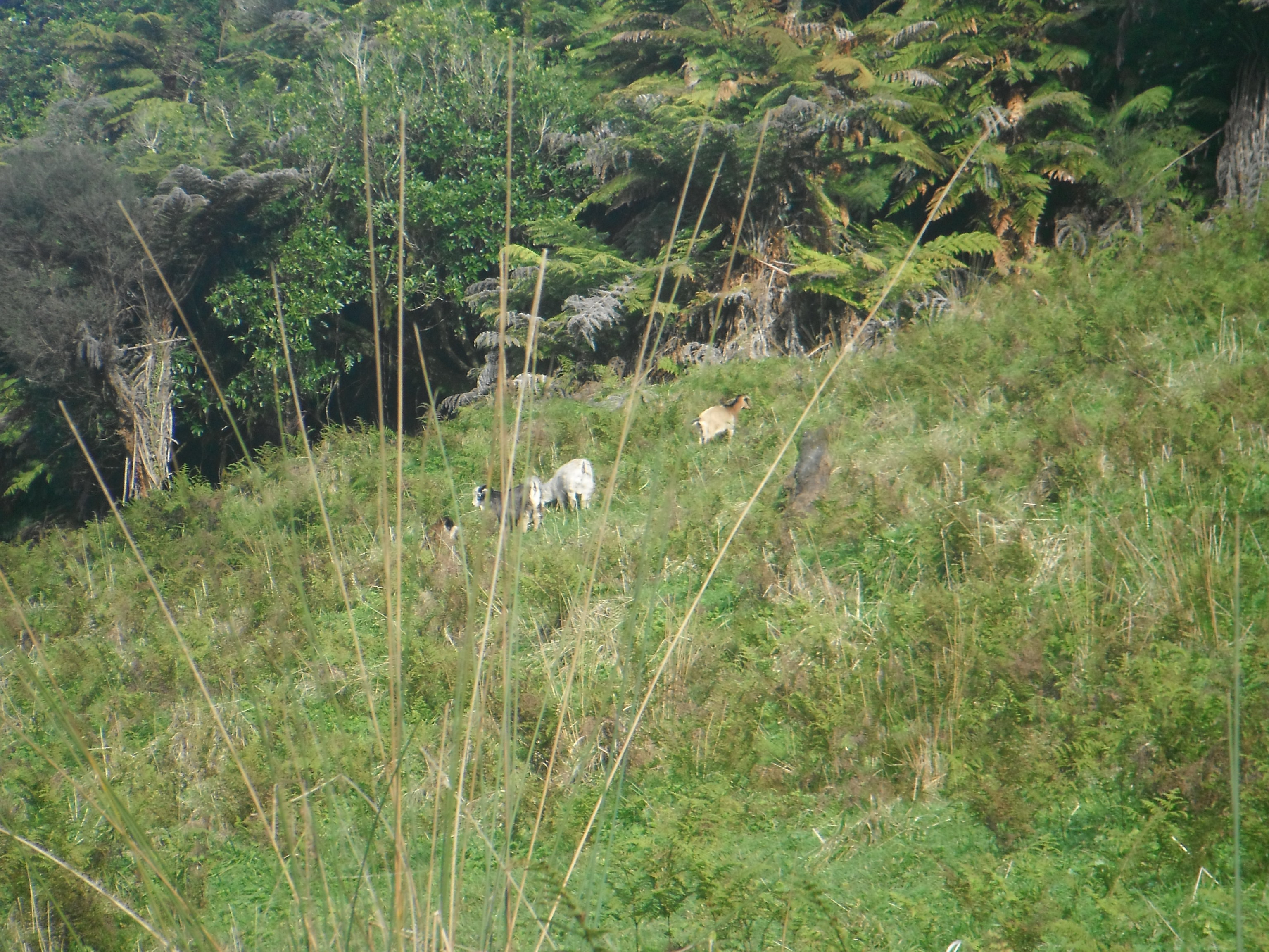 Name:  DSCF0340.JPG
Views: 1003
Size:  1.67 MB