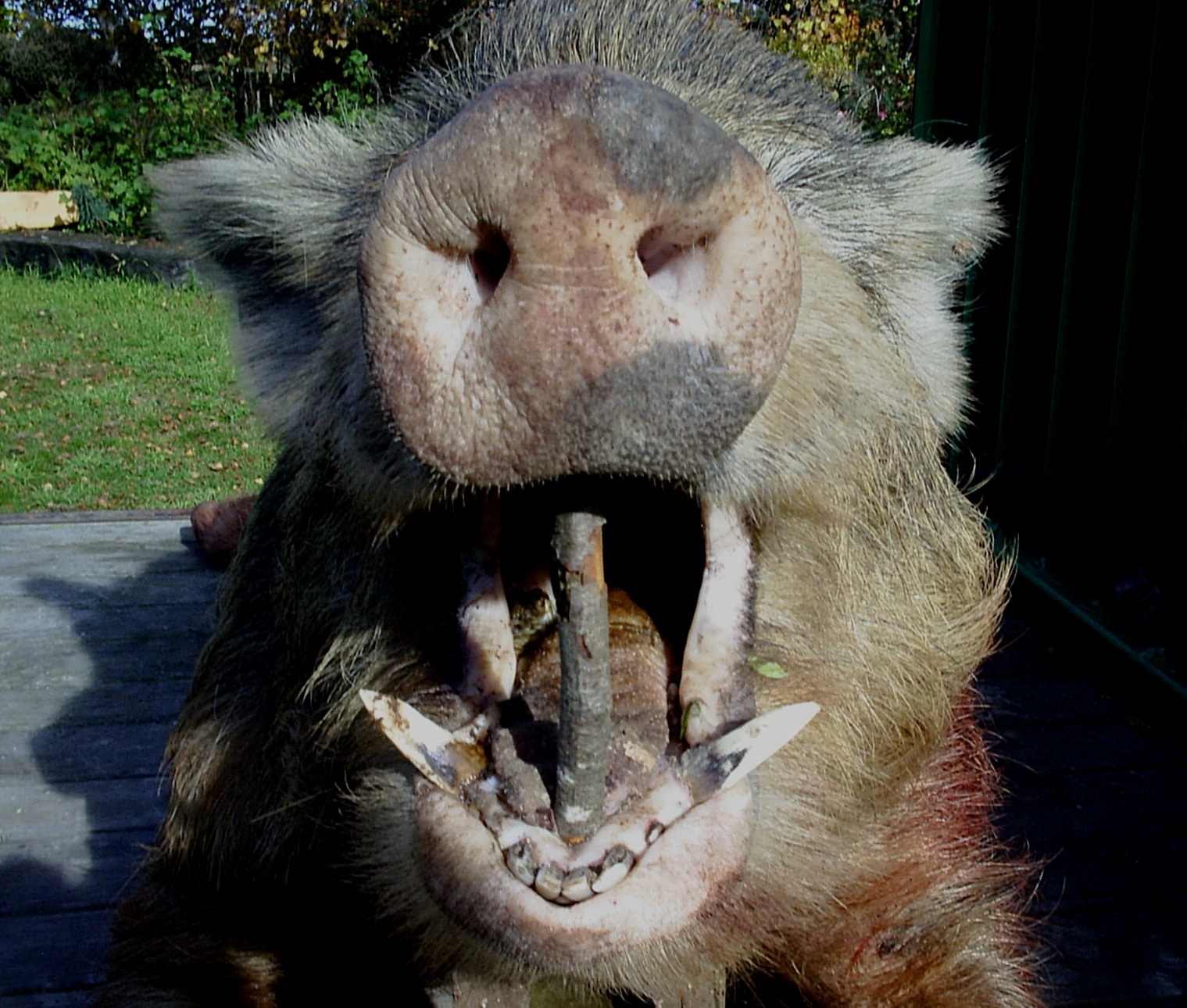 Name:  120 lb 1, oxford forest.jpg
Views: 970
Size:  627.7 KB