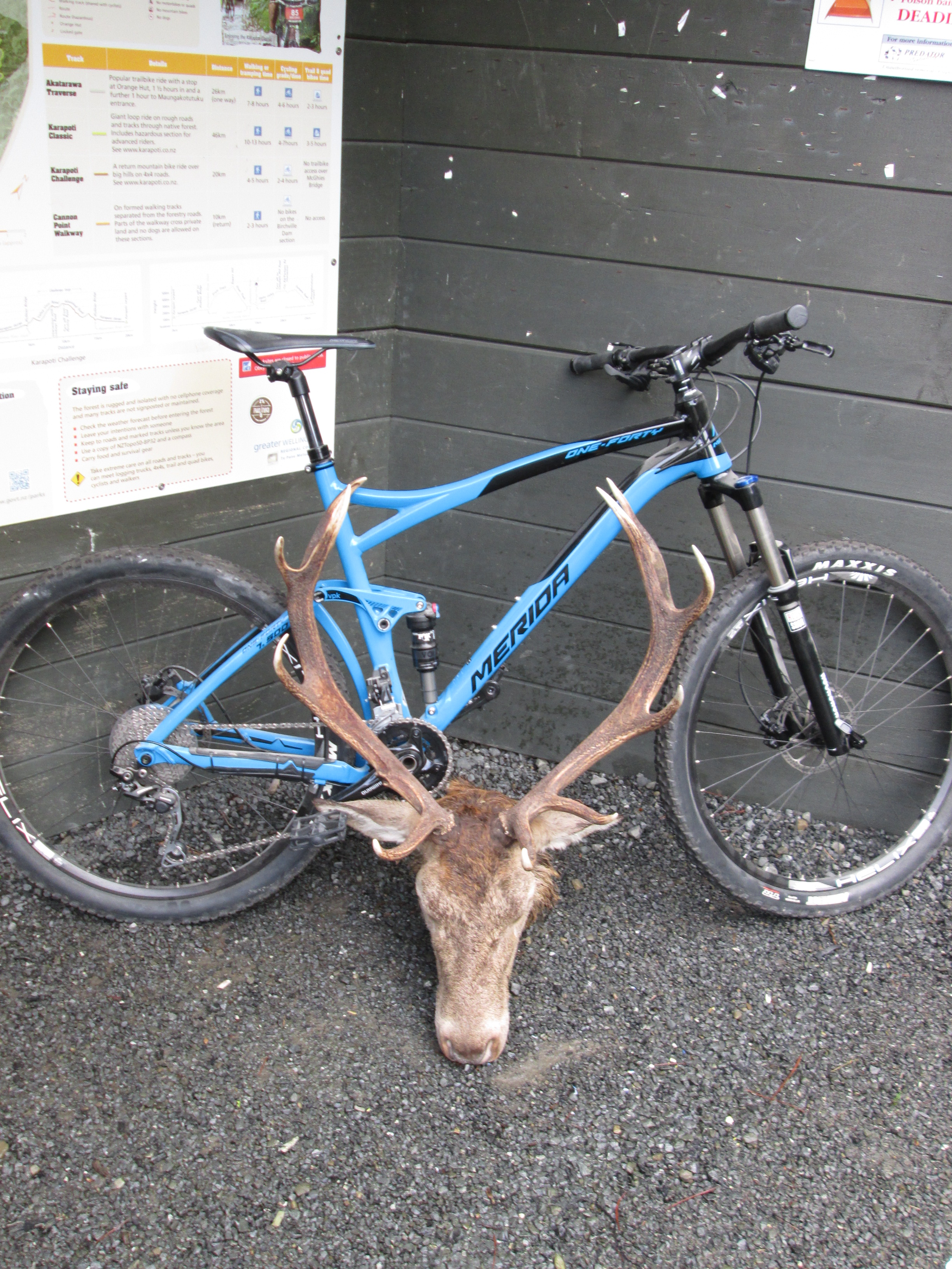 Name:  akas stag.JPG
Views: 866
Size:  2.46 MB