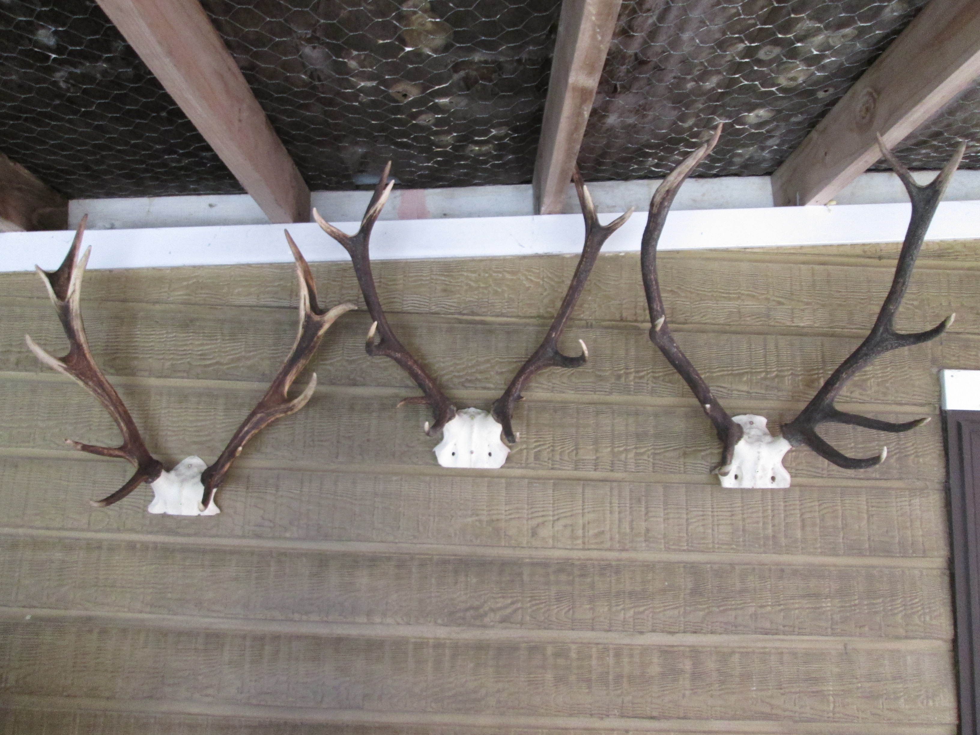 Name:  3 previous stags.JPG
Views: 787
Size:  2.03 MB