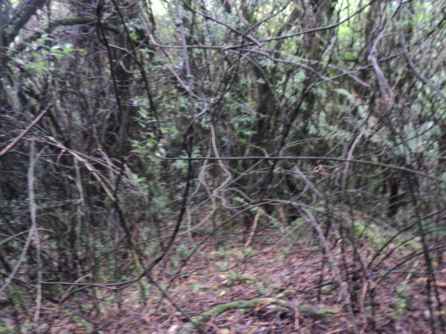 Name:  picture 01 1711.jpg
Views: 360
Size:  165.1 KB