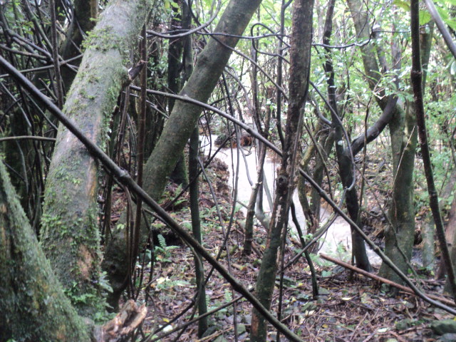 Name:  picture 01 1713.jpg
Views: 389
Size:  164.2 KB