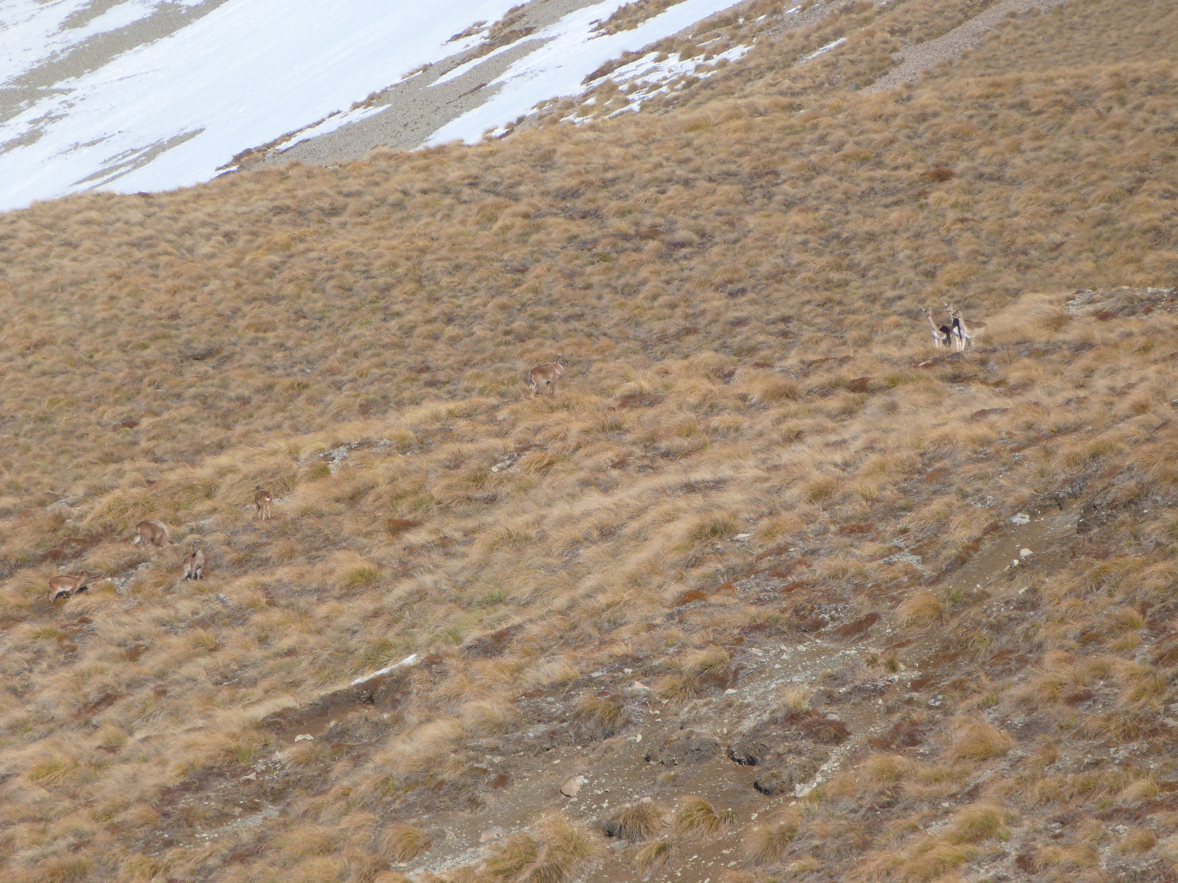 Name:  Tahr and Fallow.JPG
Views: 1638
Size:  4.32 MB