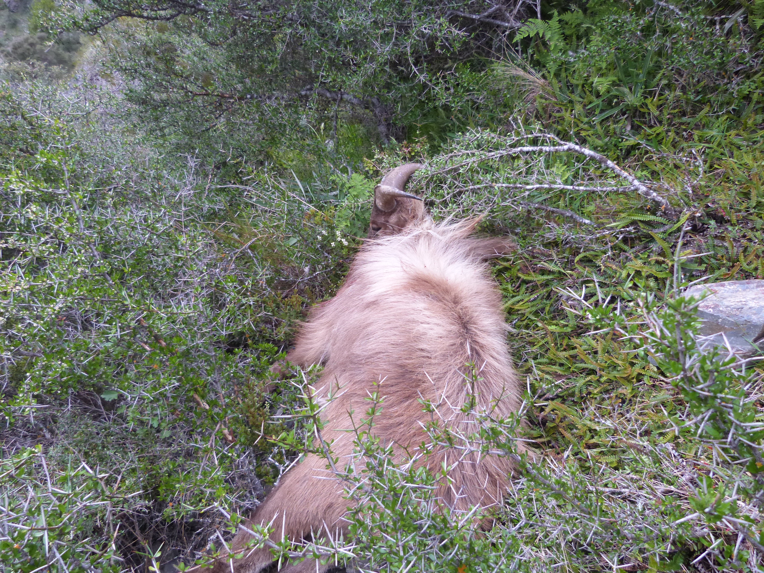 Name:  Tahr 1.JPG
Views: 1143
Size:  2.81 MB