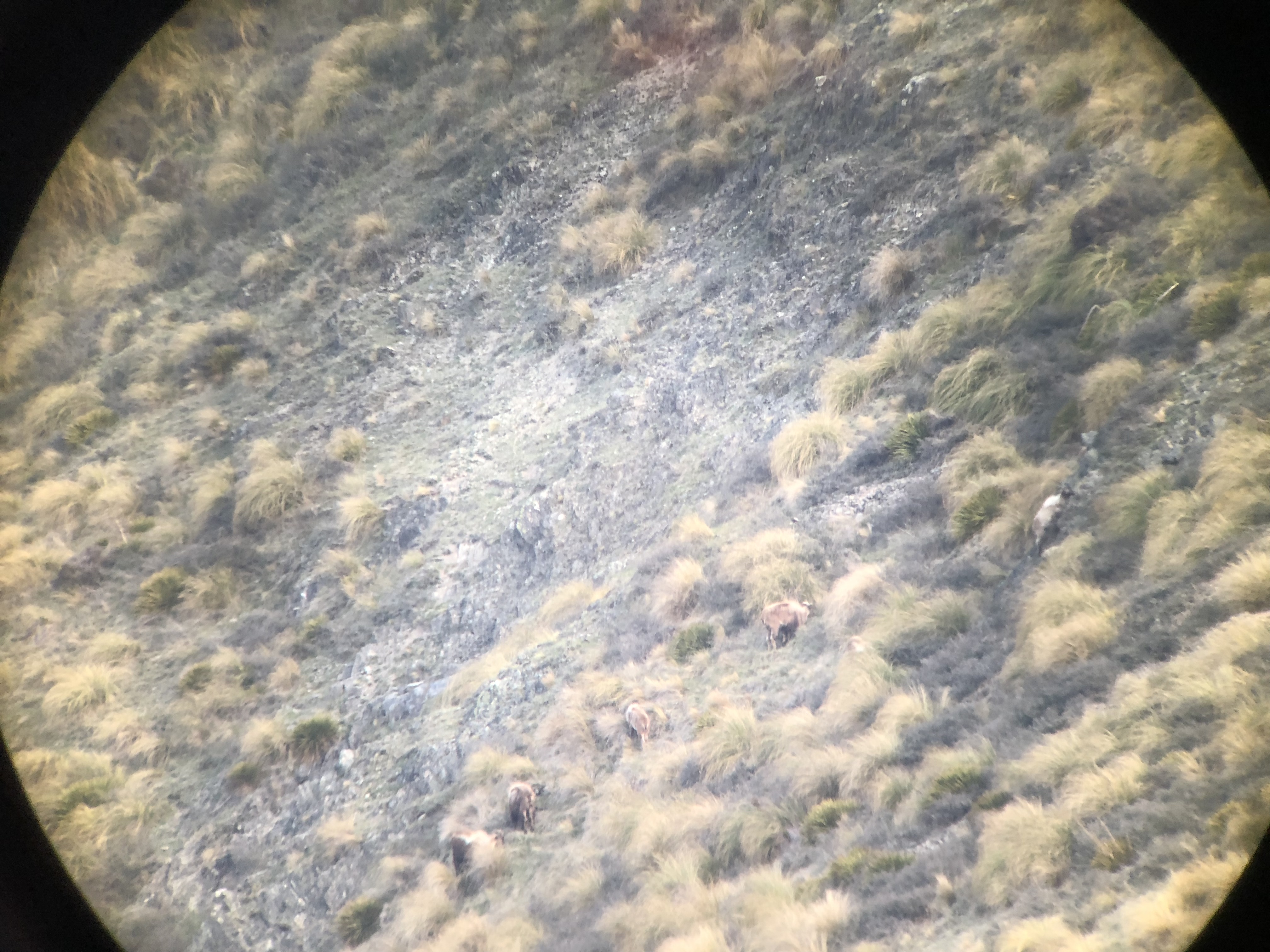 Name:  28049208-AF32-4221-833A-643CFBA91519.jpeg
Views: 906
Size:  2.88 MB