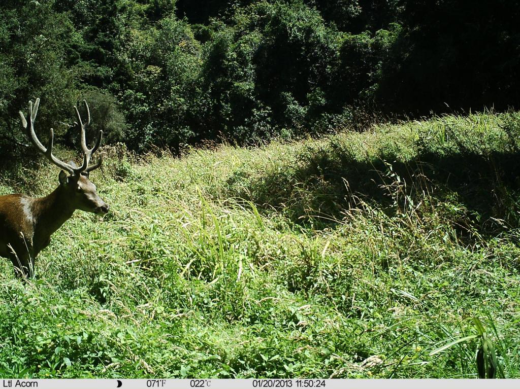 Name:  stag_zps24e216d3.jpg
Views: 605
Size:  274.2 KB