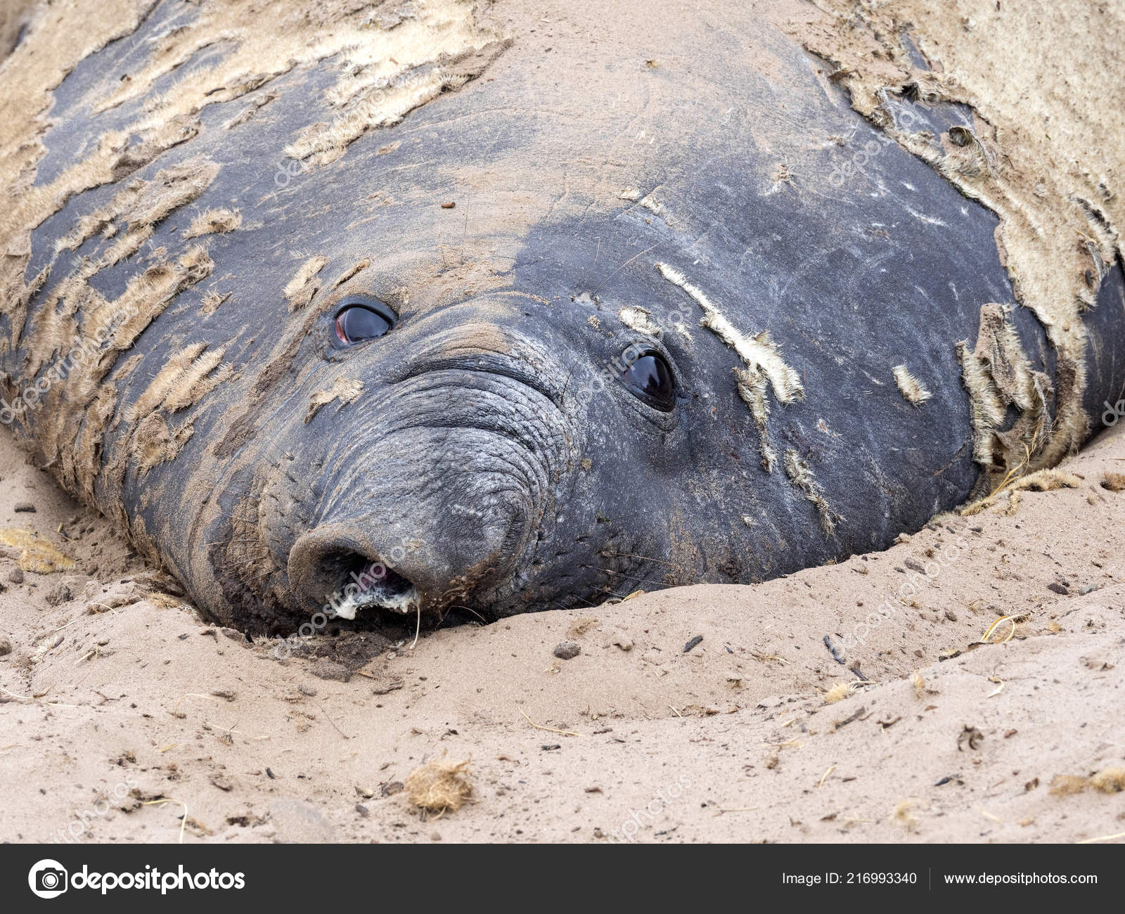 Name:  seal.jpg
Views: 368
Size:  443.9 KB