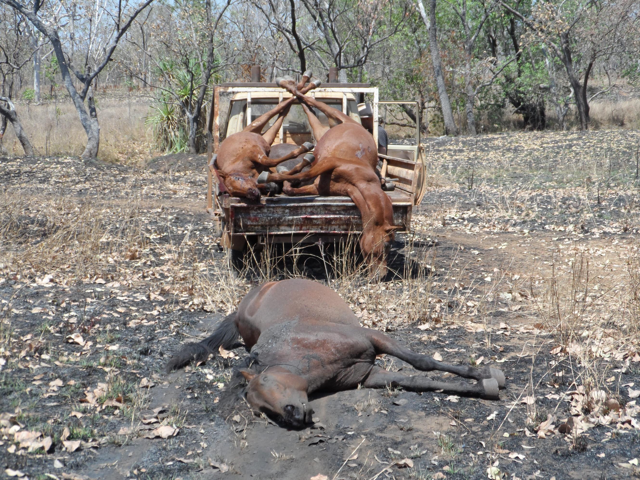 Name:  Aust Hunt 040.jpg
Views: 388
Size:  1.14 MB