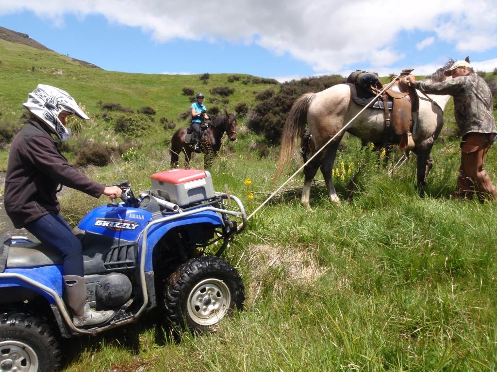 Name:  Horse recovery of quad.JPG
Views: 755
Size:  177.9 KB